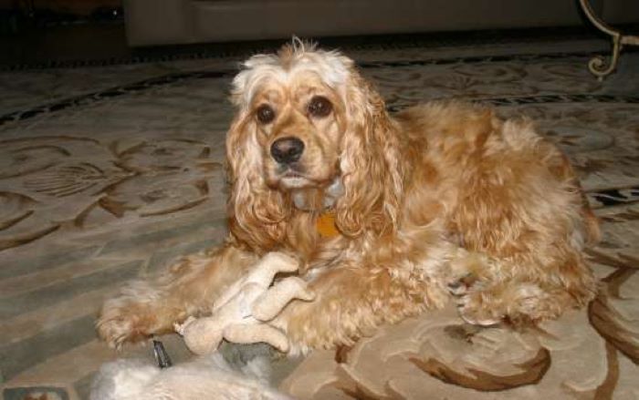 Cocker Spaniel shedding