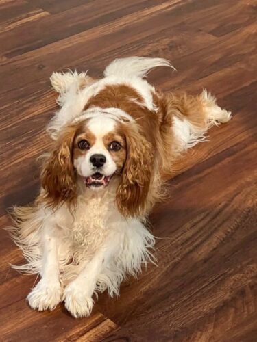 Cocker Spaniel Grooming