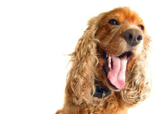 Cocker Spaniel oral health