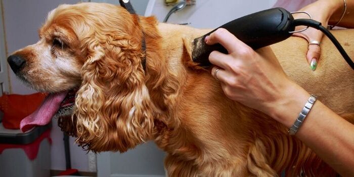 Cocker Spaniel trimming