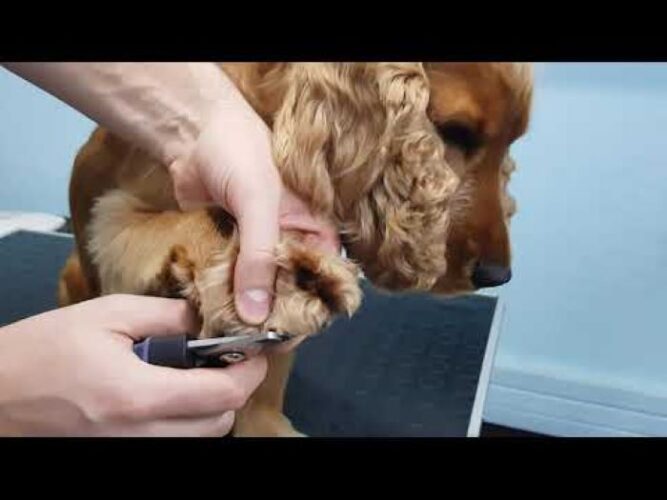 Cocker Spaniel nail care