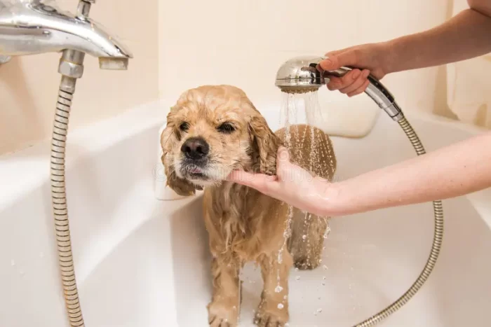 Cocker Spaniel bathing