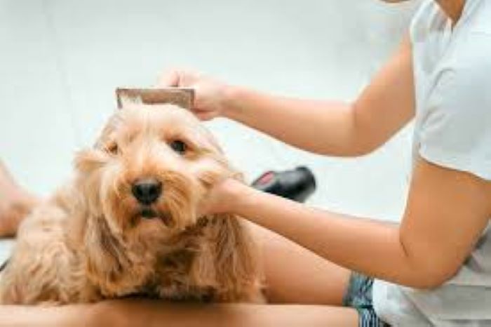 Cocker Spaniel brushing