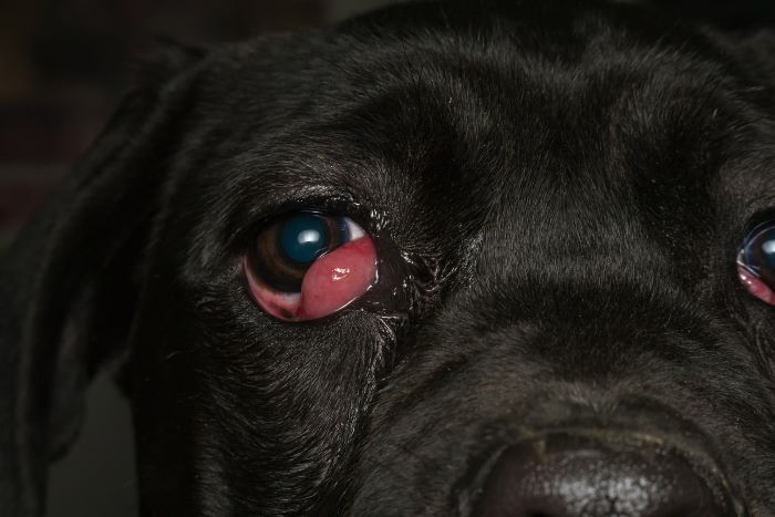 Surgical Treatments for Cherry Eye