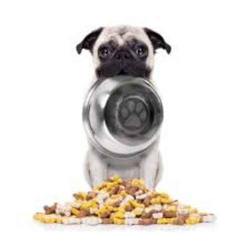 The Importance of Good Nutrition for Pugs