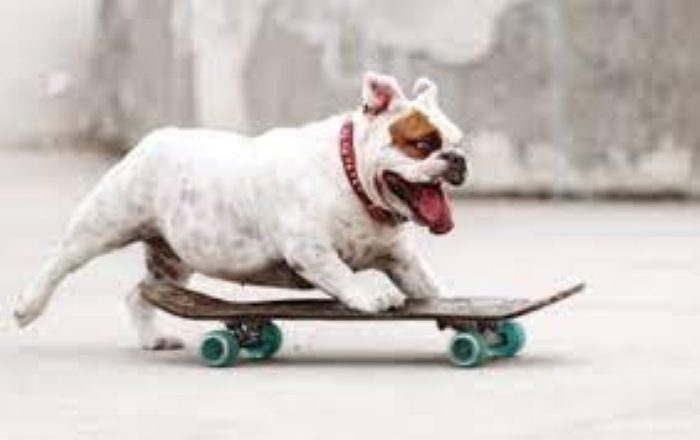 How to Teach a Dog to Skateboard in 7 steps?