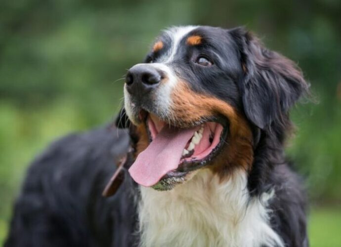 Bernese Mountain Dog Health Guide-Symptoms of Canine Hip Dysplasia