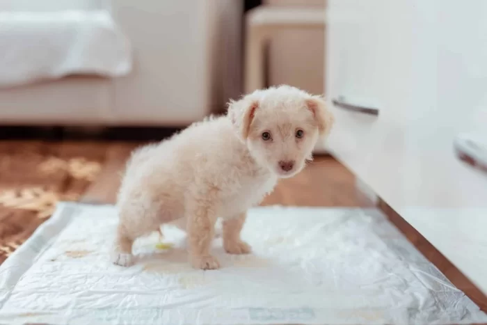Bichon Frise Health Crisis-How to Spot and Treat Bladder Stones