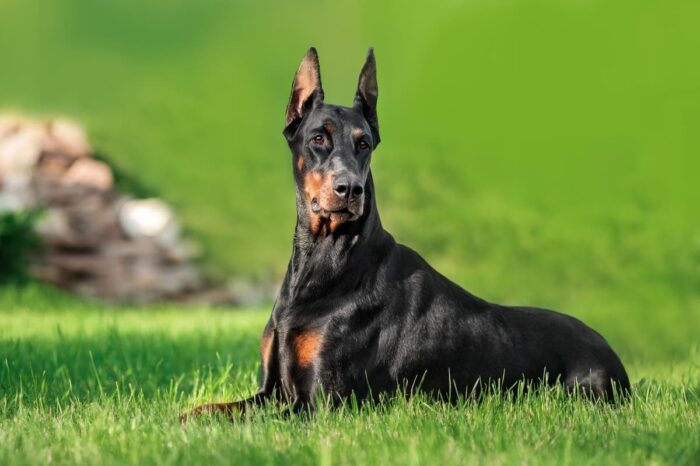 Doberman Pinscher Health Crisis-How to Combat Von Willebrand Disease