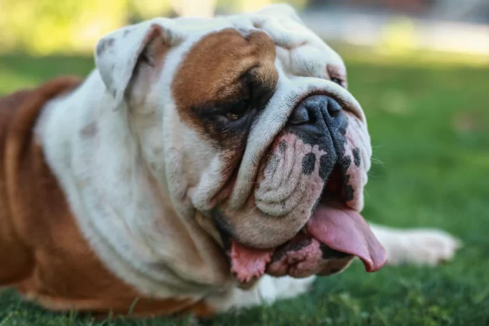 English Bulldog Health Guide-Preventing Respiratory