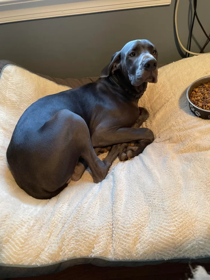 Great Dane Health Guide-Recognizing Symptoms of Gastric Torsion (Bloat)