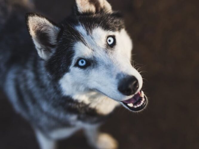 Siberian Husky Health Guide-Progressive Retinal Atrophy