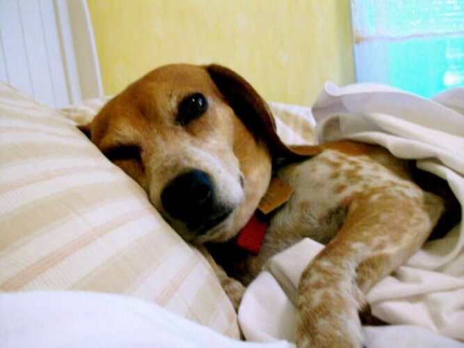 Top 5 Reasons Why Beagles Bonanza Are the Ultimate Companion